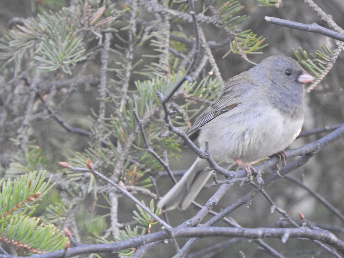 Dark-eyed Junco - Laura Burke