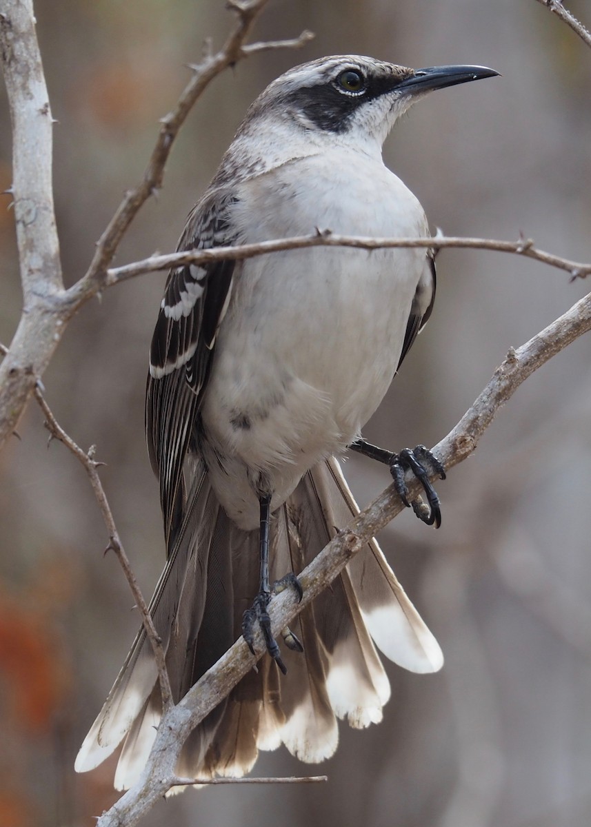 Galapagos Mockingbird - ML235639001