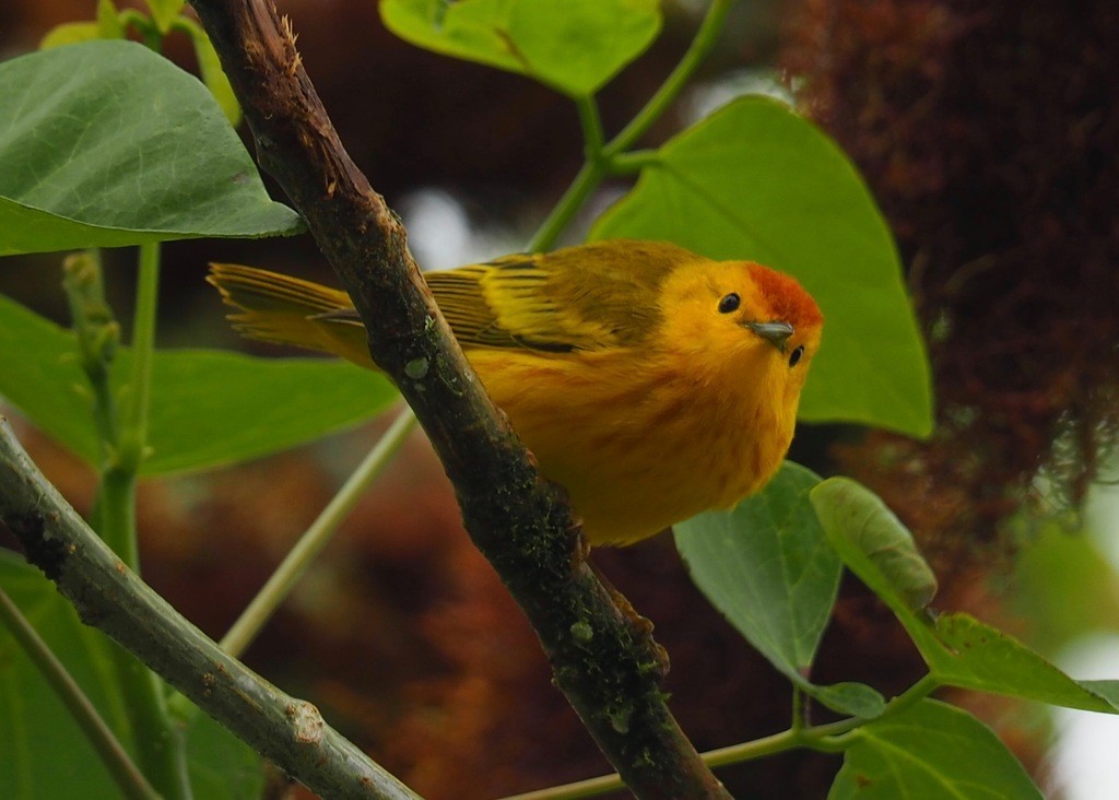 Yellow Warbler - ML235639081