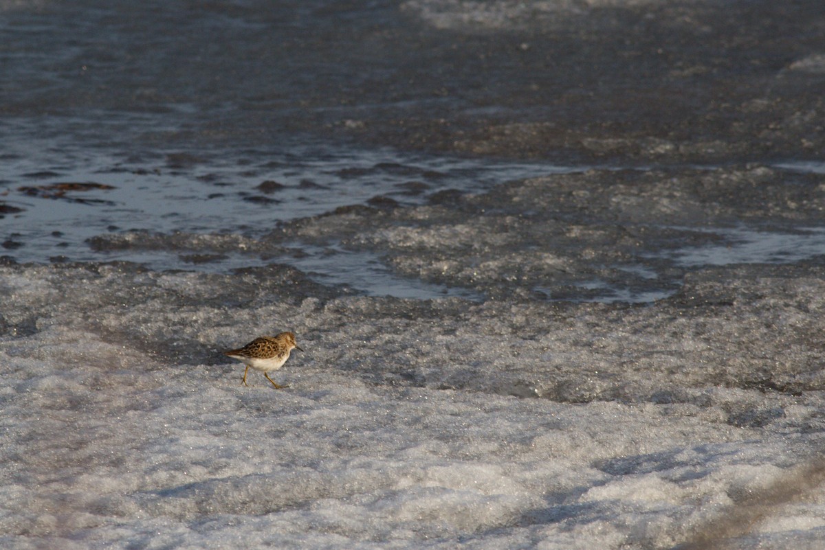 Least Sandpiper - ML235640591