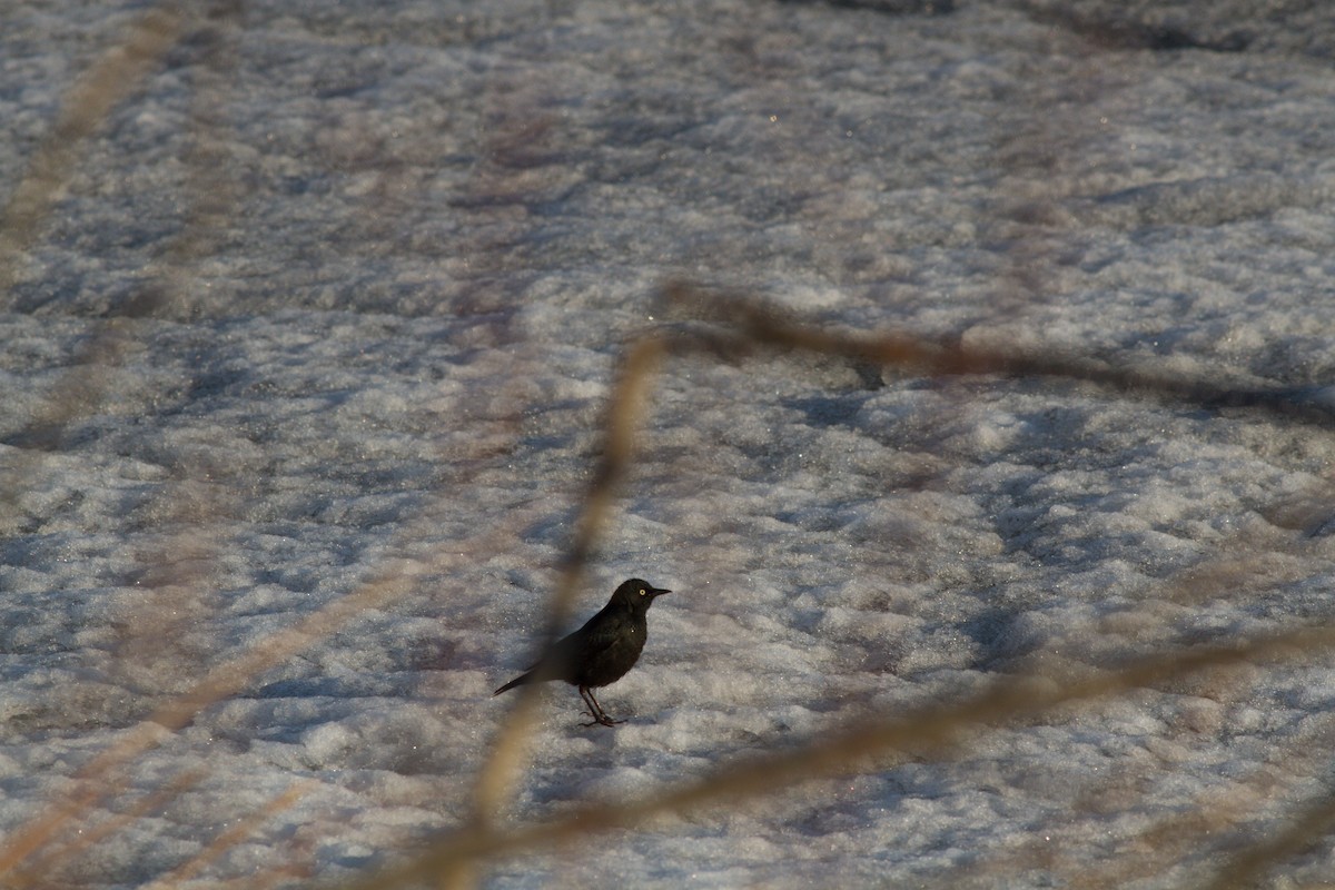 Rusty Blackbird - ML235640711