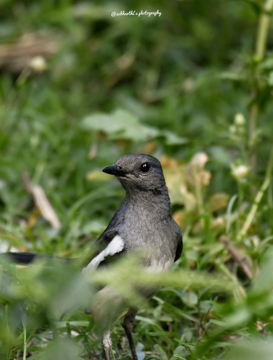 Oriental Magpie-Robin - Subharthi chattopadhyay