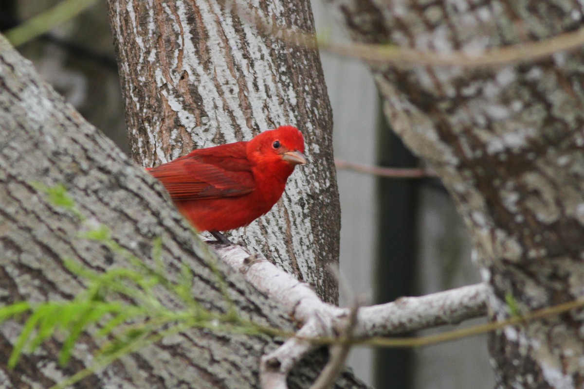 Summer Tanager - Alex Lamoreaux