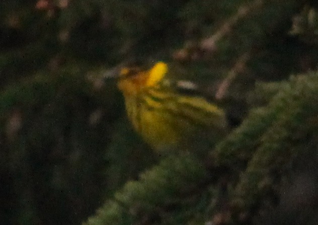 Cape May Warbler - ML235642051