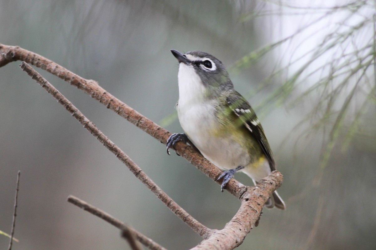 Vireo Solitario - ML235642381