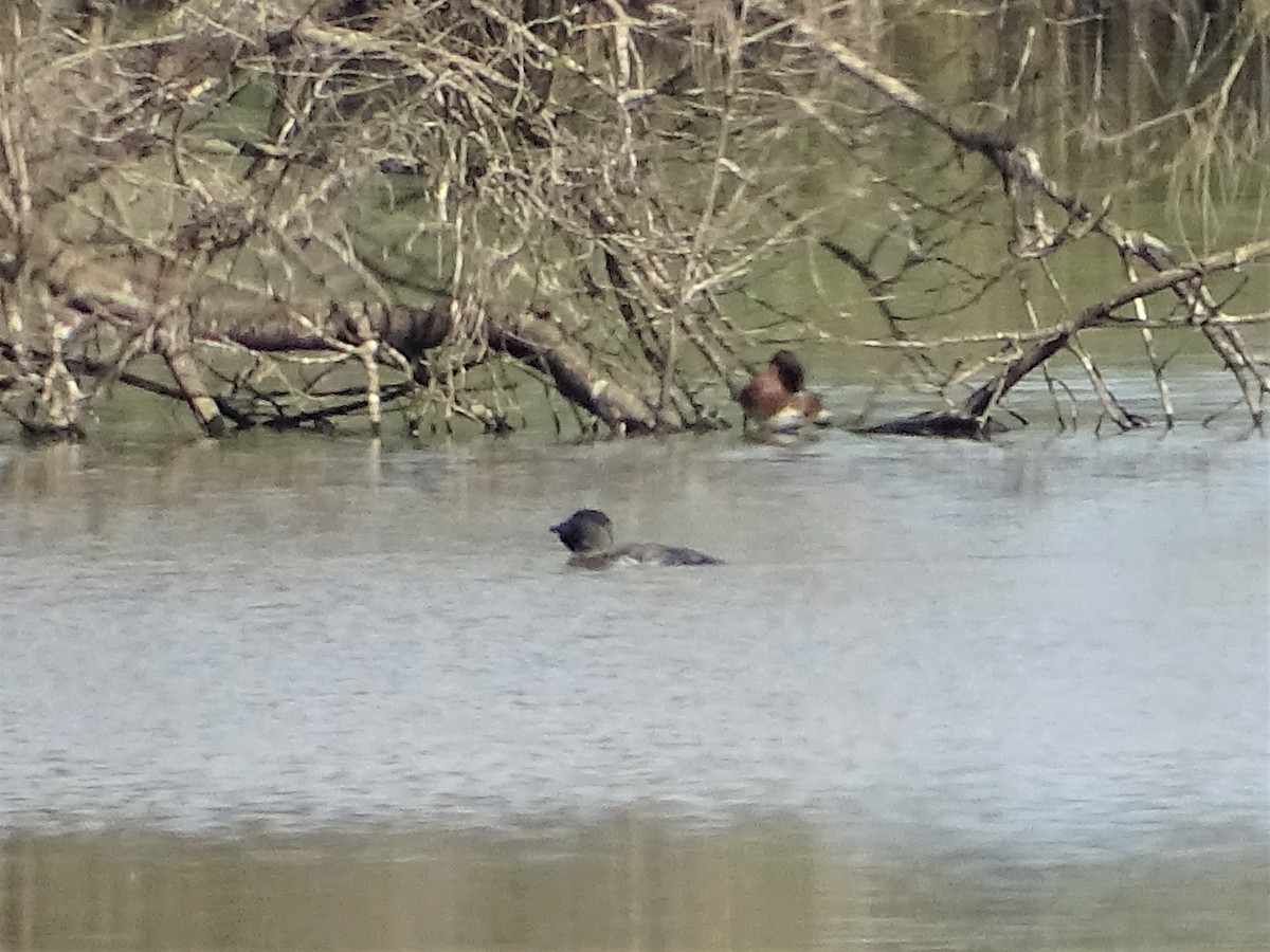 Musk Duck - ML235643281