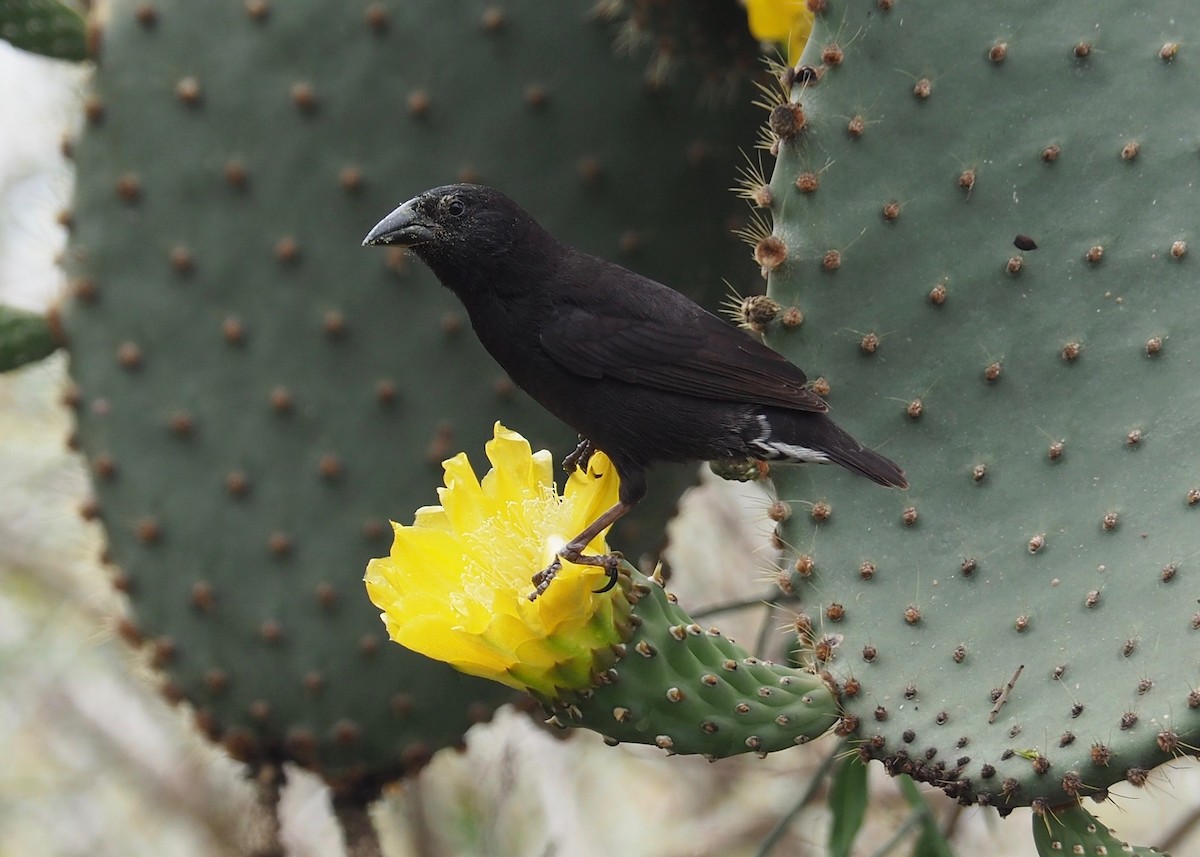 Common Cactus-Finch - John G. Phillips