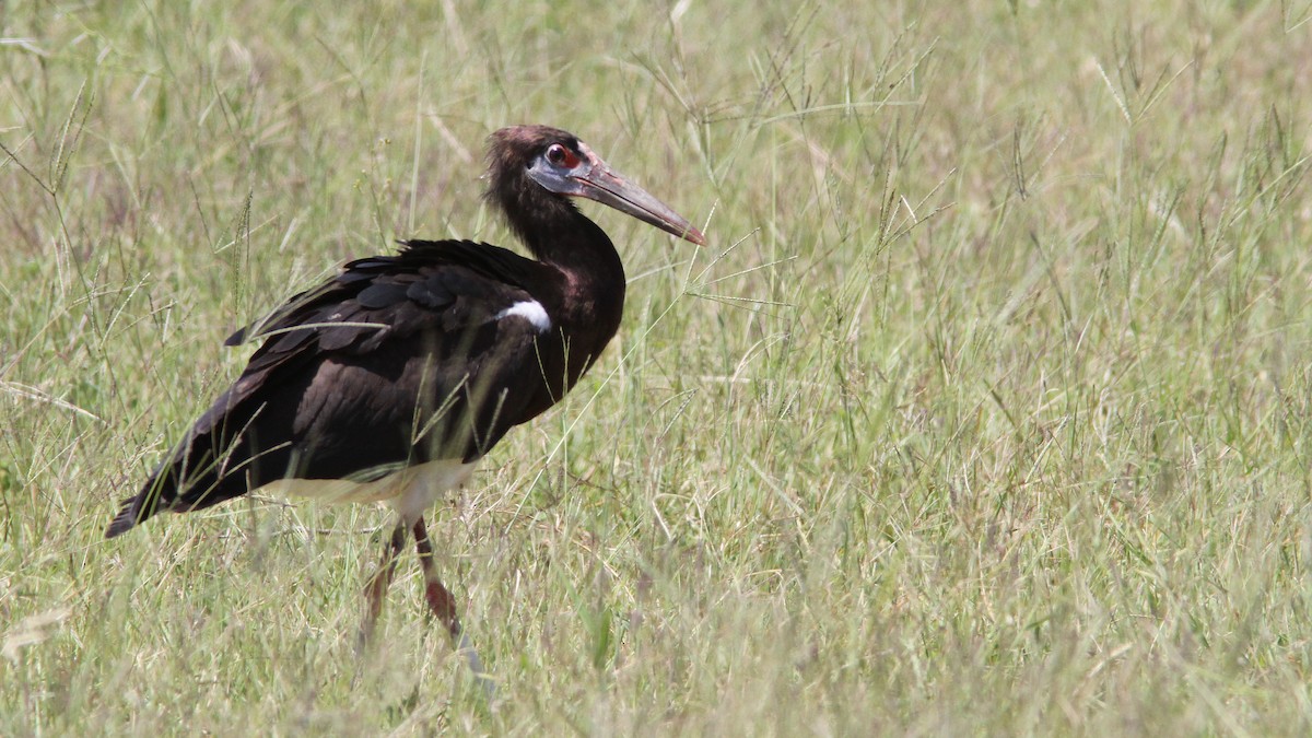 Abdim's Stork - Daniel Jauvin