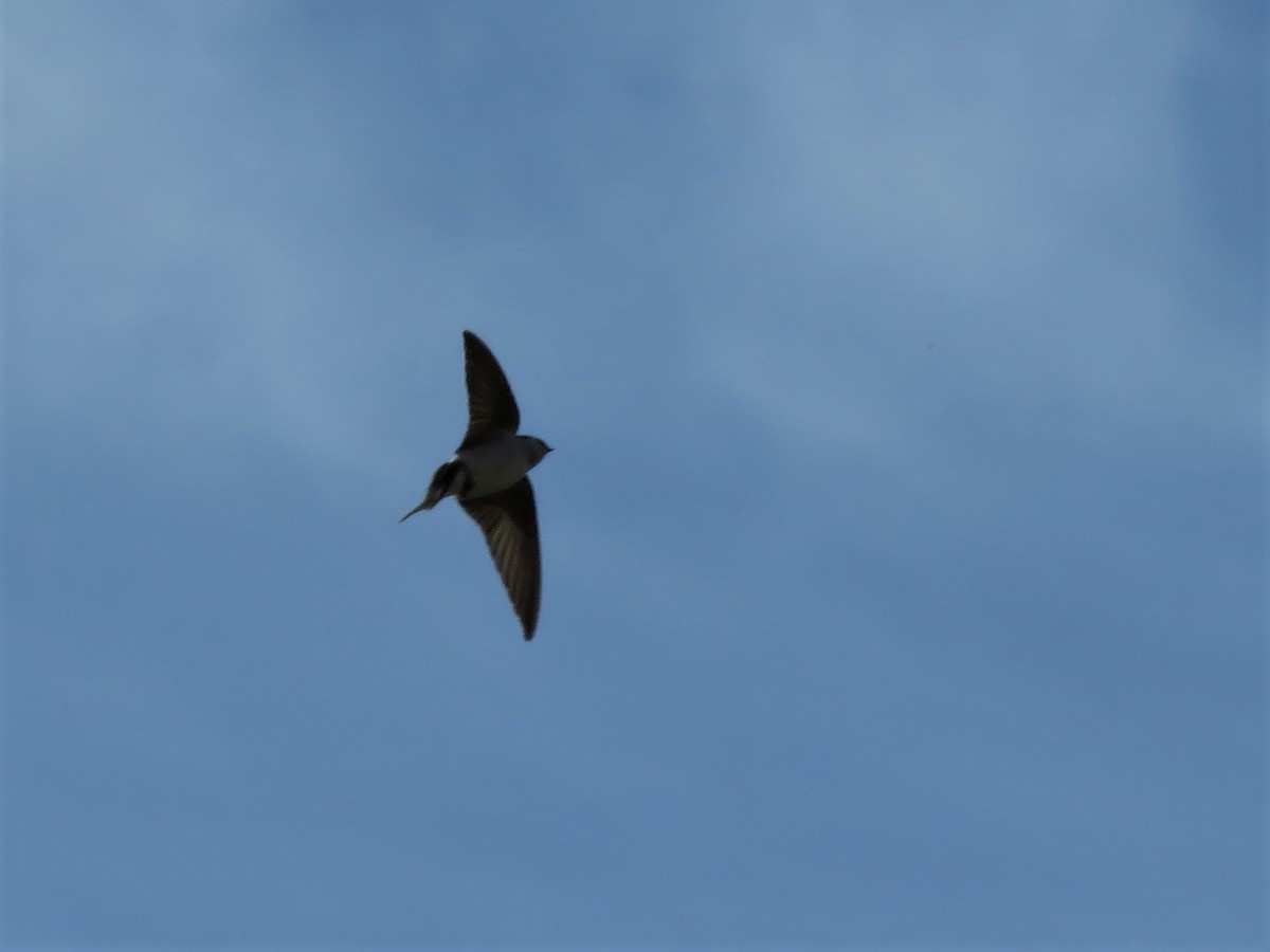 Cliff Swallow - ML235645191