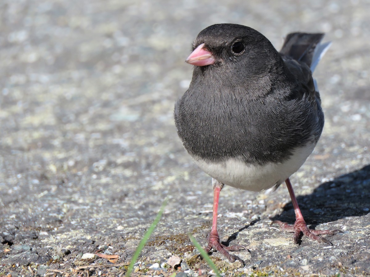 Dark-eyed Junco - ML235645261