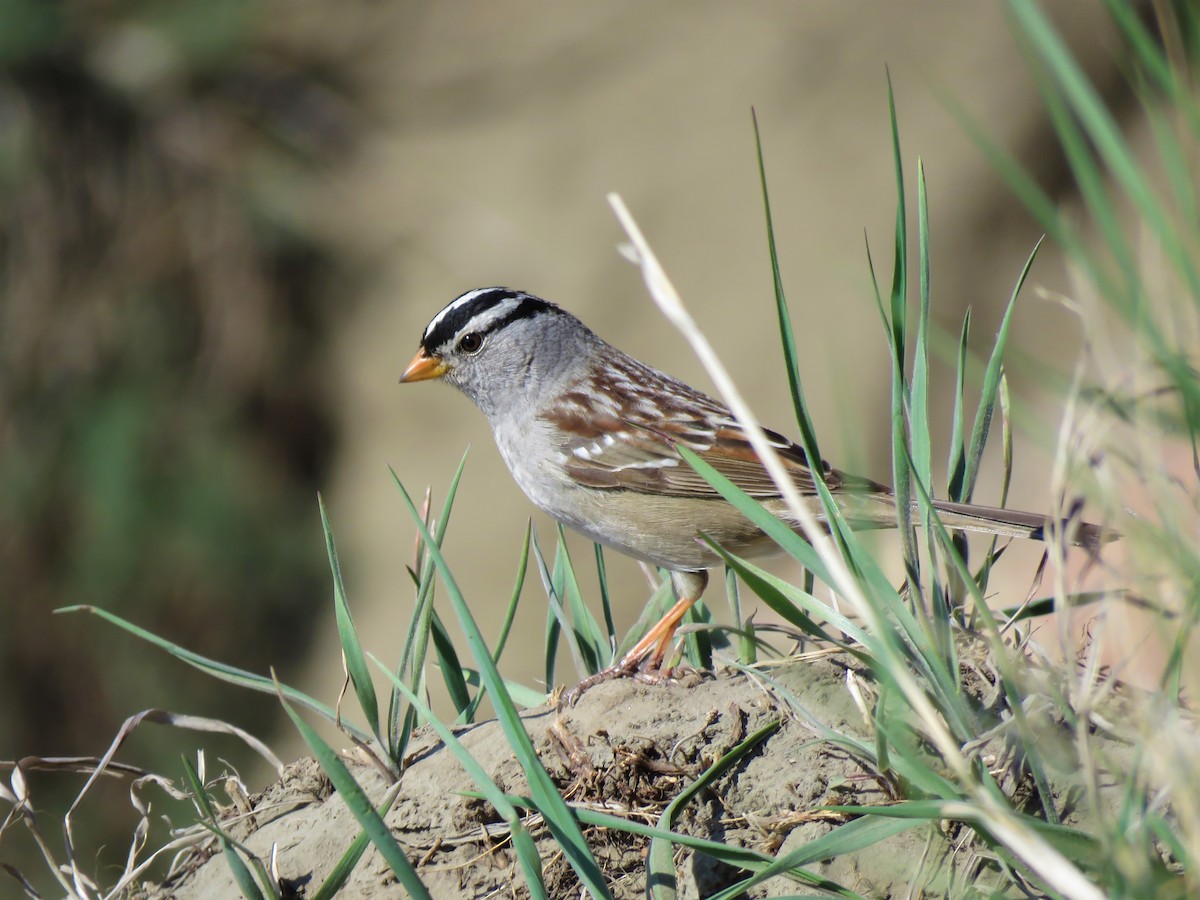 White-crowned Sparrow - ML235645701