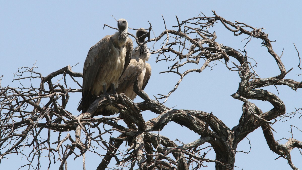 White-backed Vulture - ML23564571