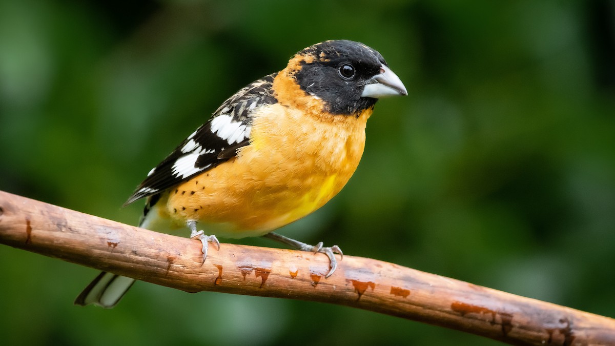 Black-headed Grosbeak - ML235646161