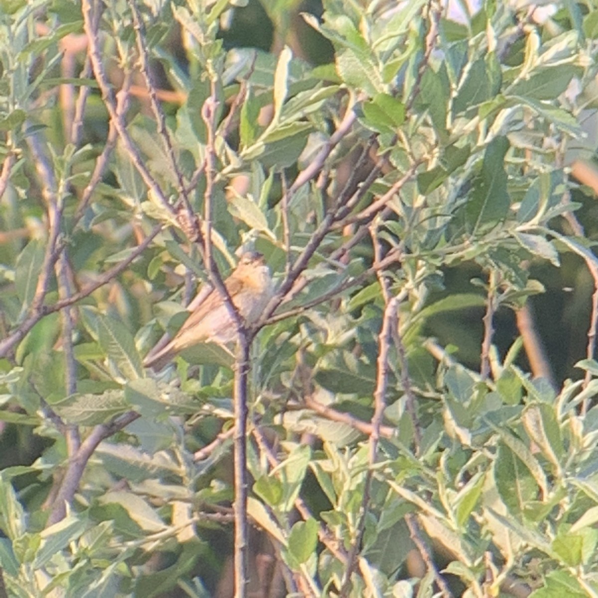 Iberian Chiffchaff - ML235646701