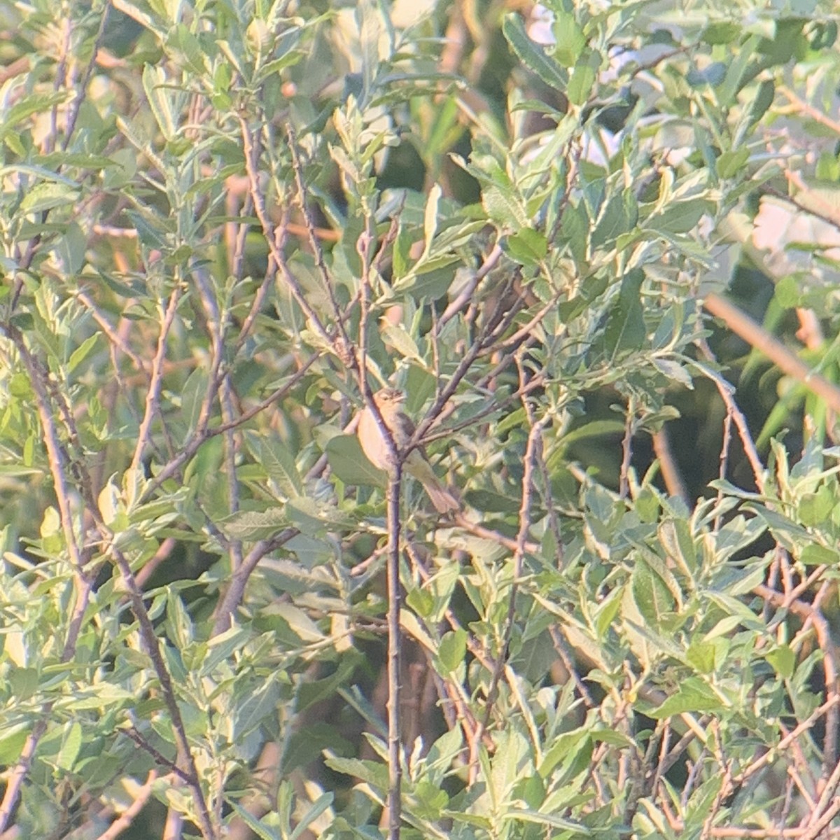 Iberian Chiffchaff - ML235646711