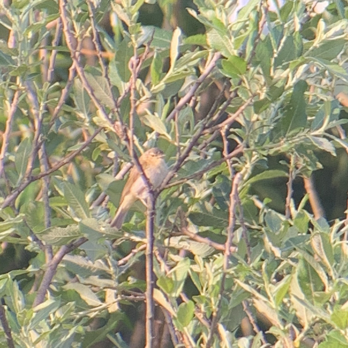 Iberian Chiffchaff - ML235646721