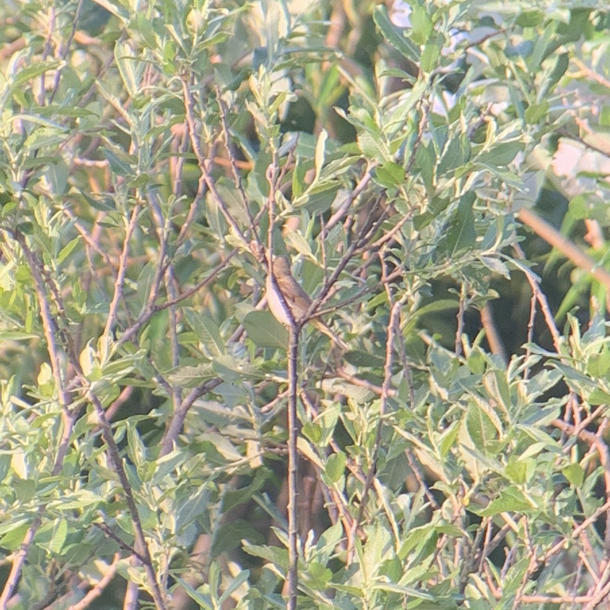 Iberian Chiffchaff - ML235646731