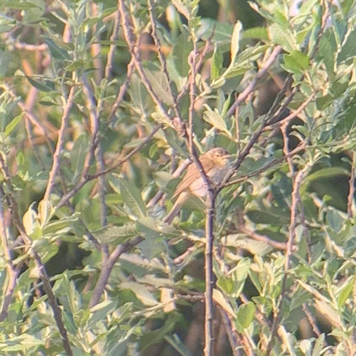 Iberian Chiffchaff - ML235646741