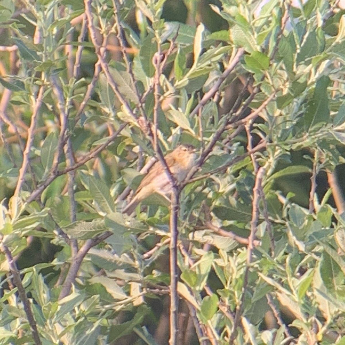 Iberian Chiffchaff - ML235646751