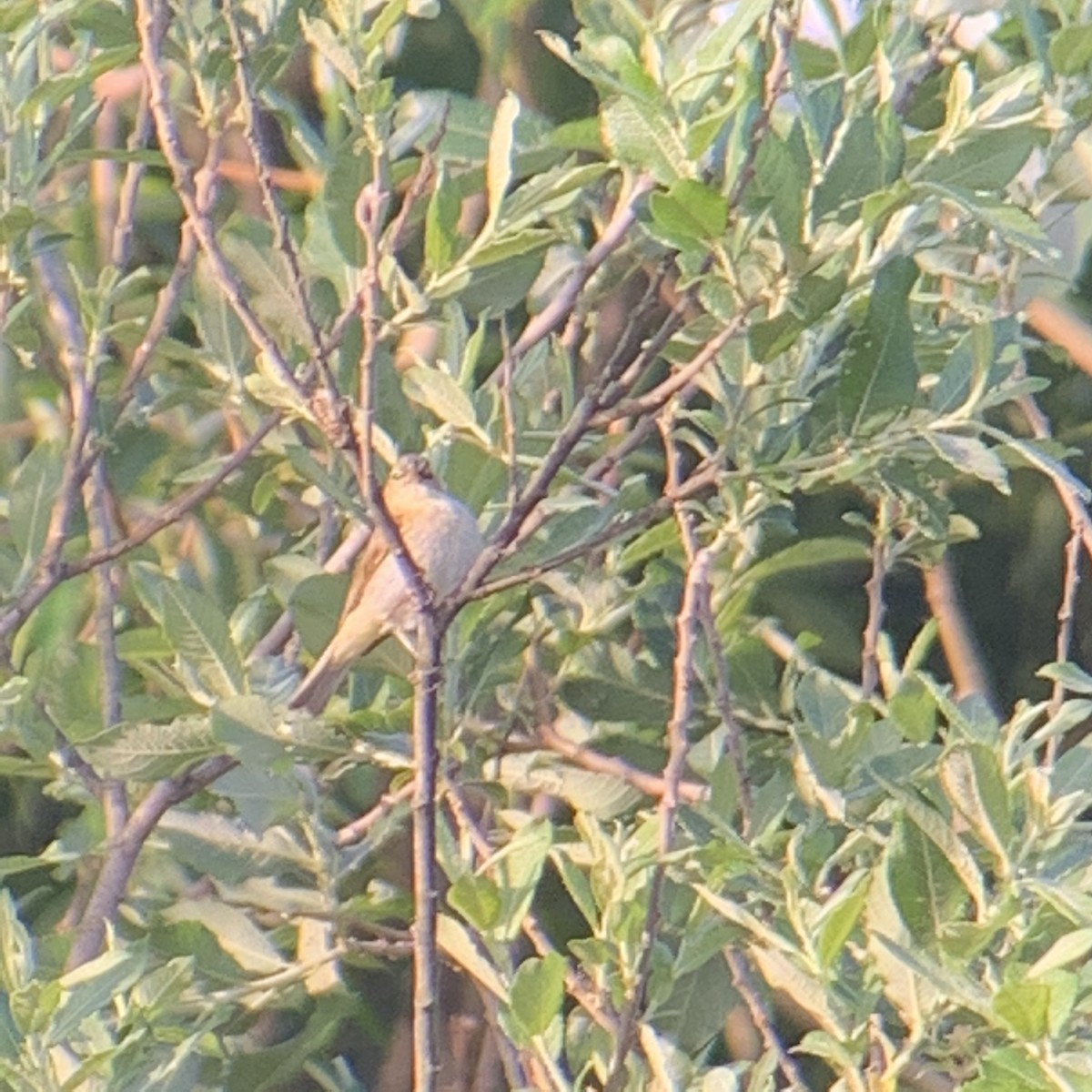 Iberian Chiffchaff - ML235646771