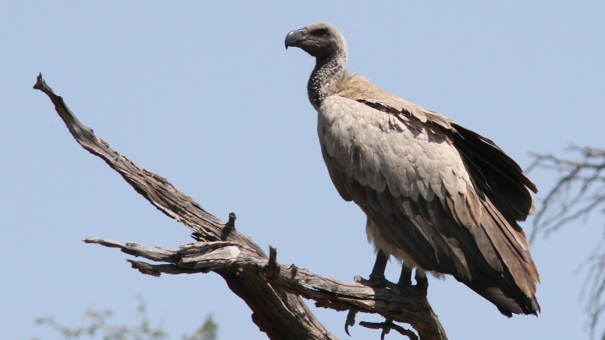 White-backed Vulture - ML23564801