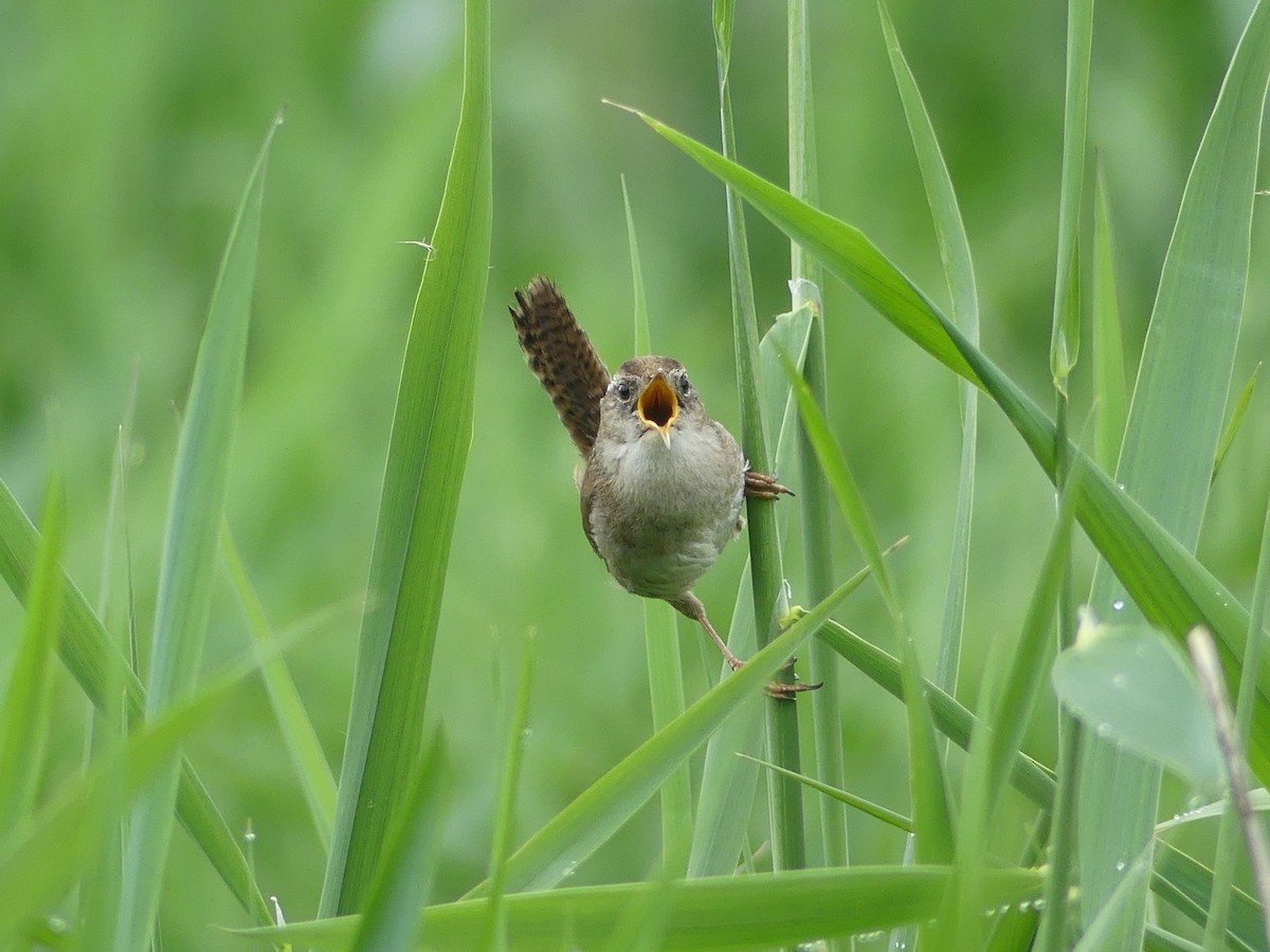 Marsh Wren - ML235650621