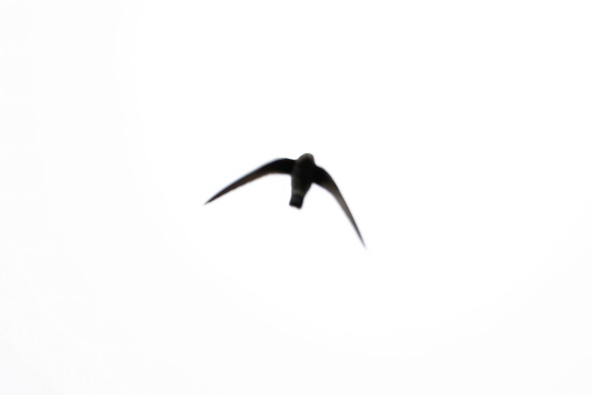 Black Swift - ML235650711