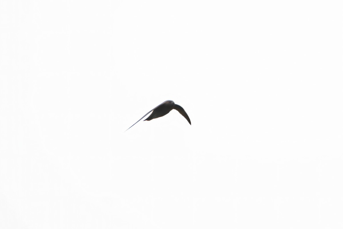 Black Swift - ML235650731