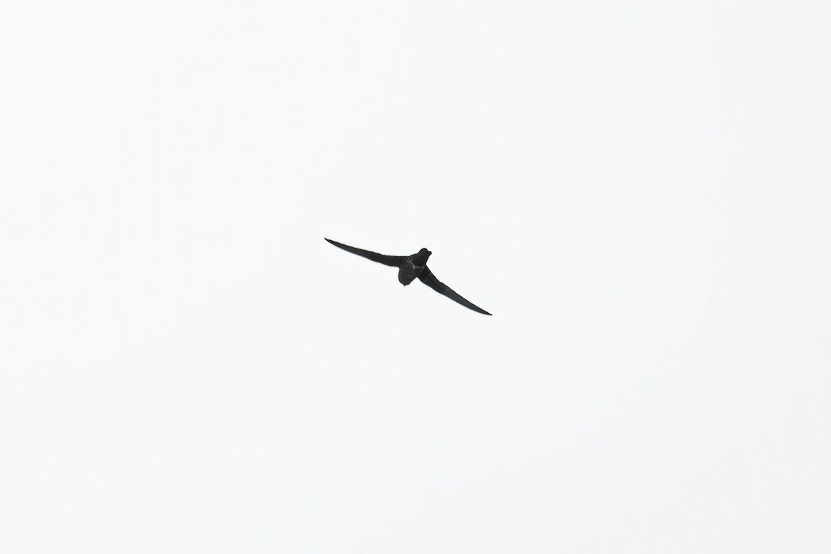 Black Swift - ML235650741