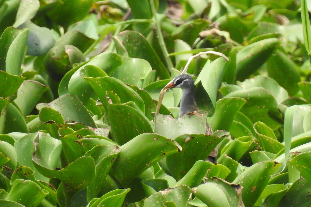 White-browed Crake - Chi-Lien (綺蓮) Hsueh (薛)