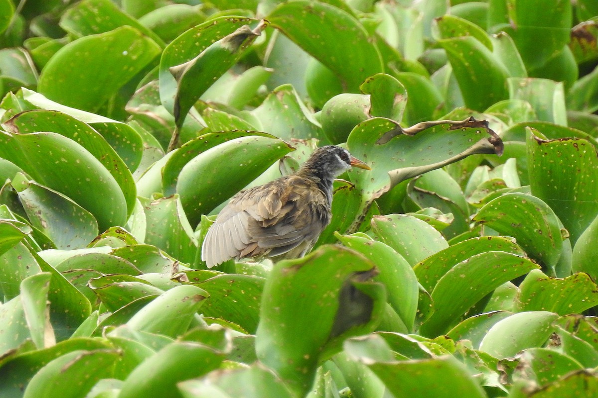 White-browed Crake - Chi-Lien (綺蓮) Hsueh (薛)