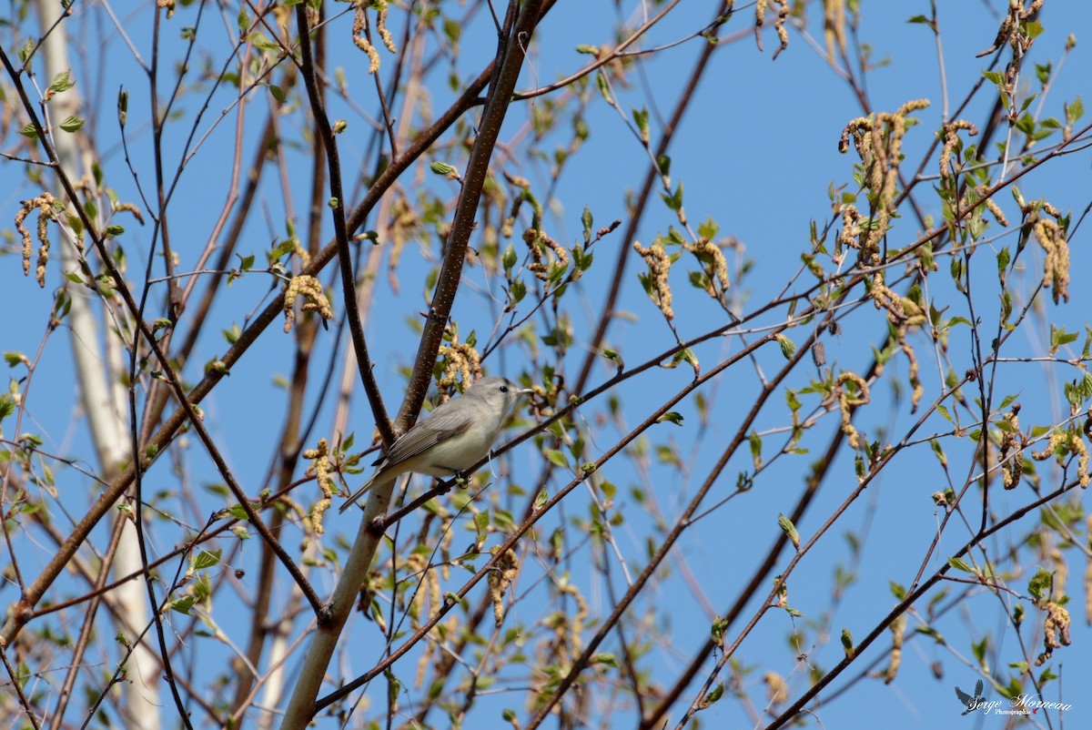 Warbling Vireo - ML235652371