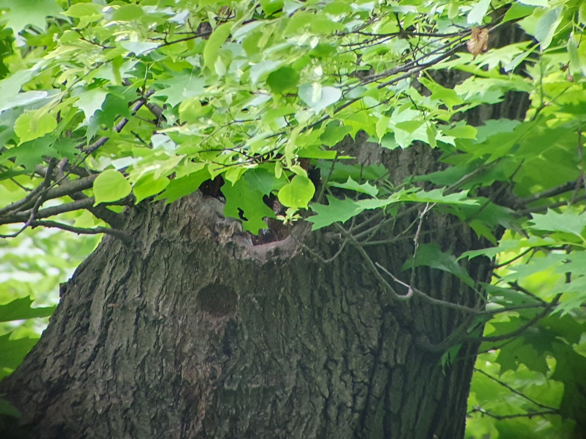 Tawny Owl - ML235653531