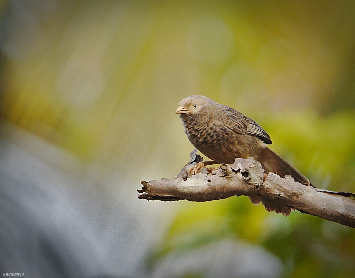 Yellow-billed Babbler - ML235654481