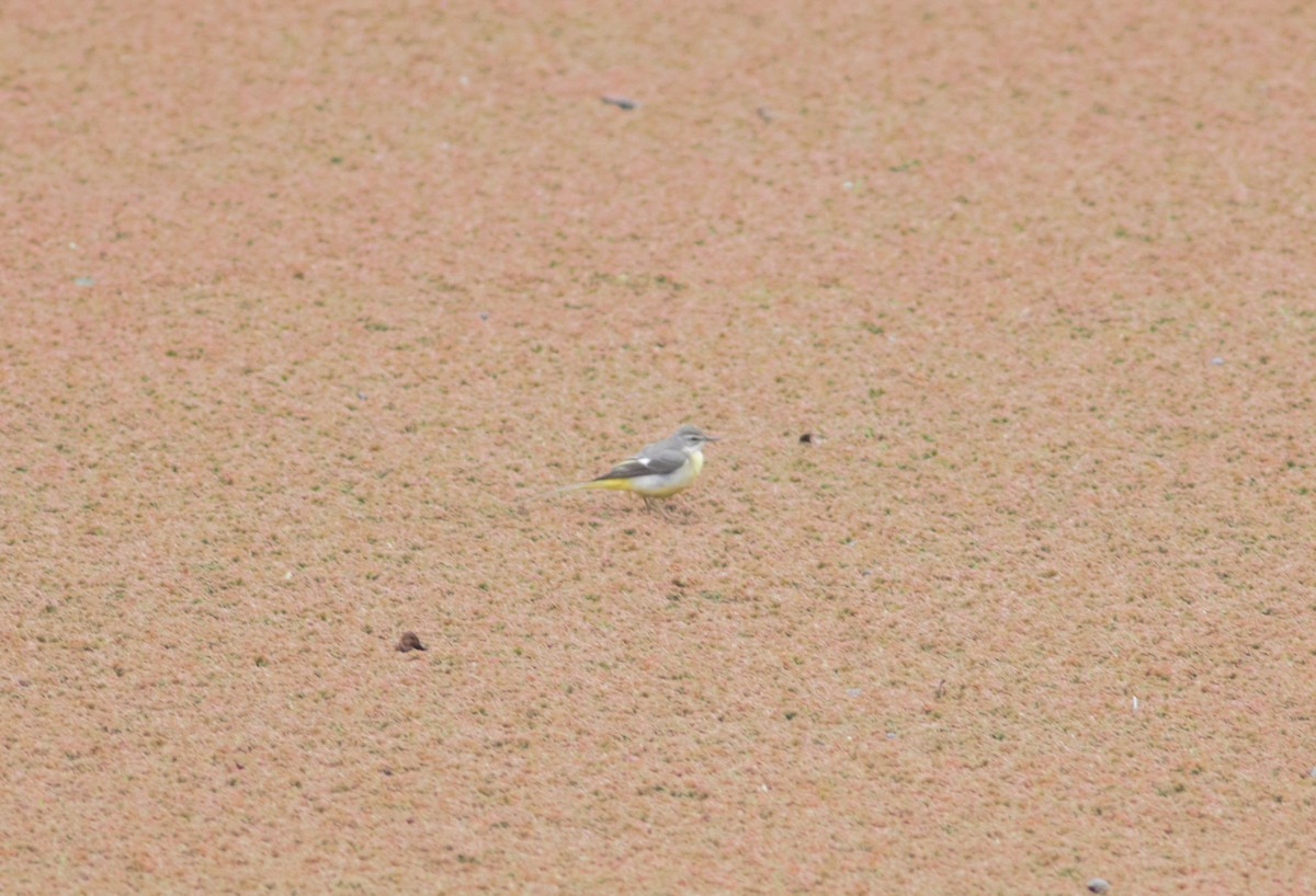 Gray Wagtail - Thomas Ostrowski