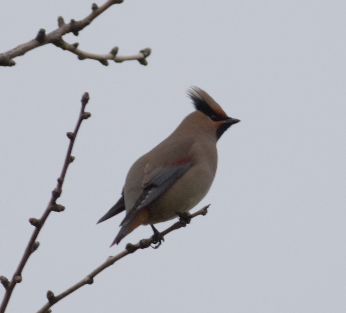 Japanese Waxwing - ML235657981