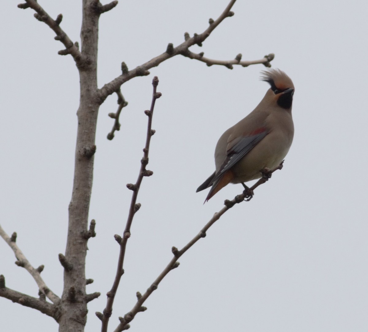 Japanese Waxwing - ML235657991