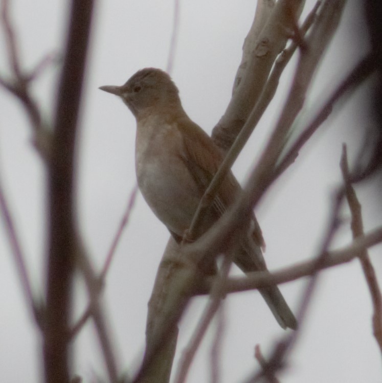 Pale Thrush - ML235658001