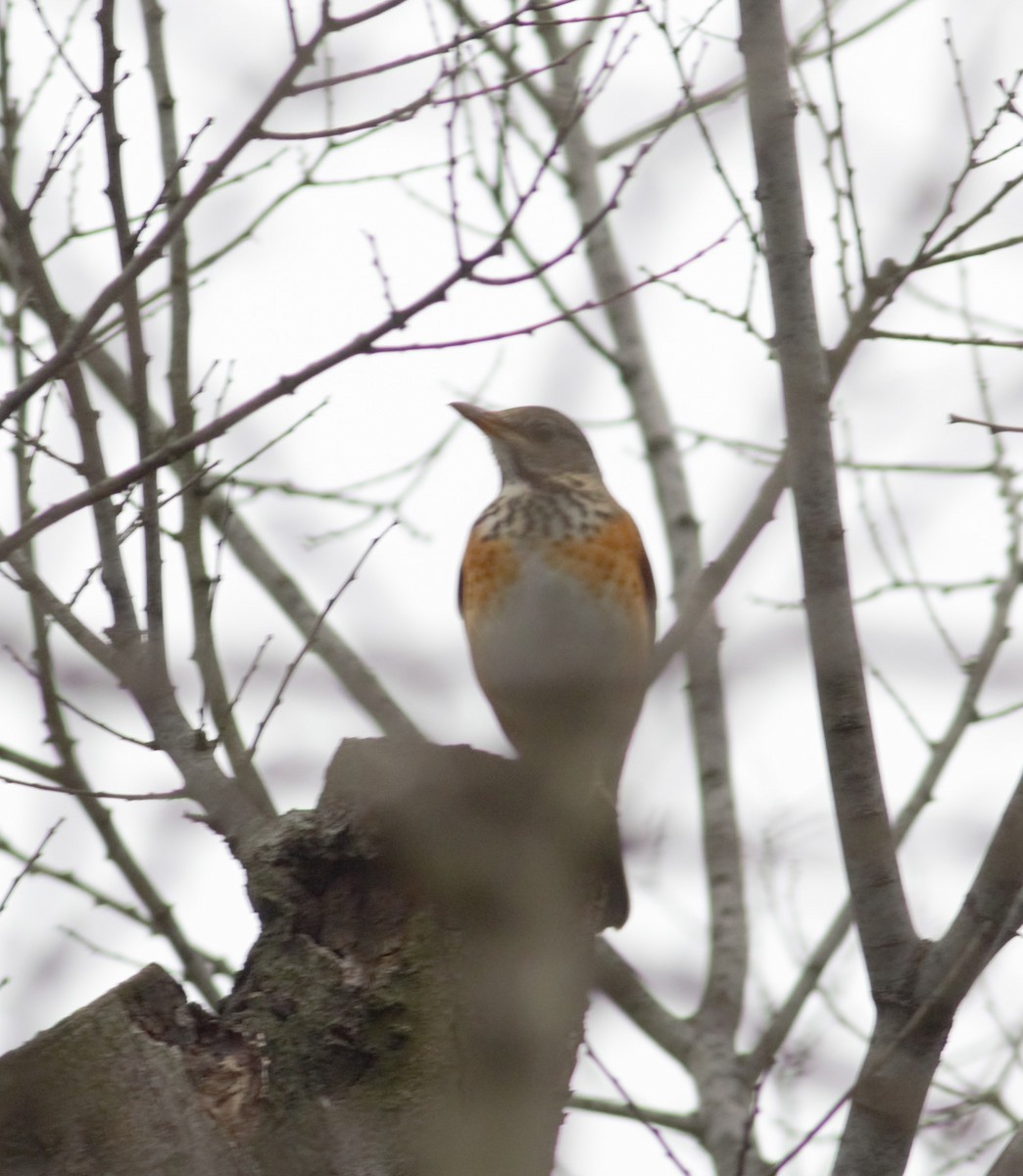 Gray-backed Thrush - ML235658021