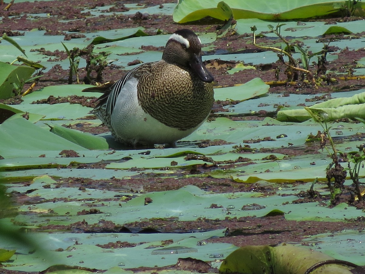 Garganey - ML235658691