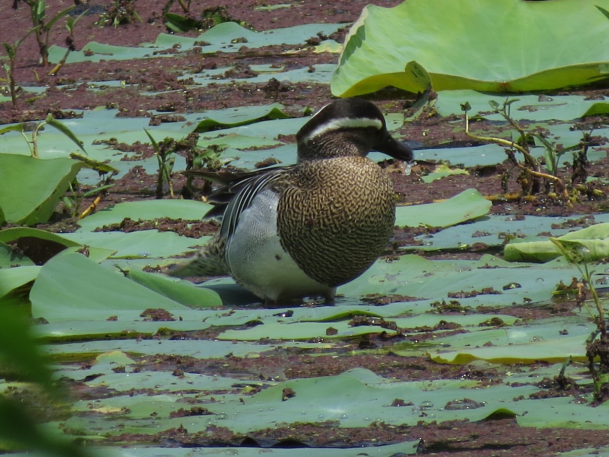 Garganey - ML235658711