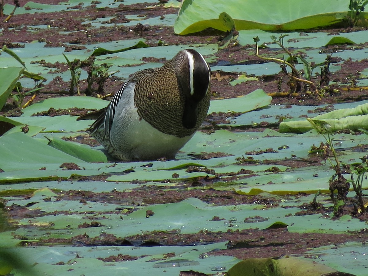 Garganey - ML235658741