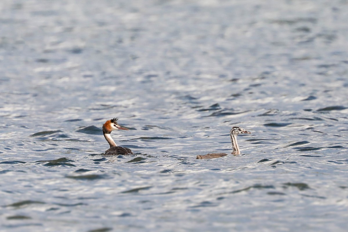 Great Crested Grebe - Ged Tranter