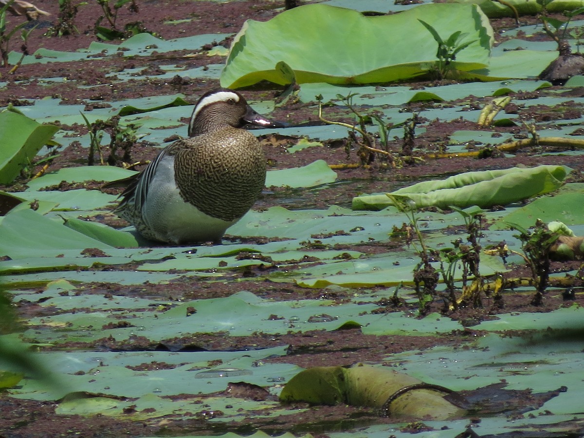 Garganey - ML235659081