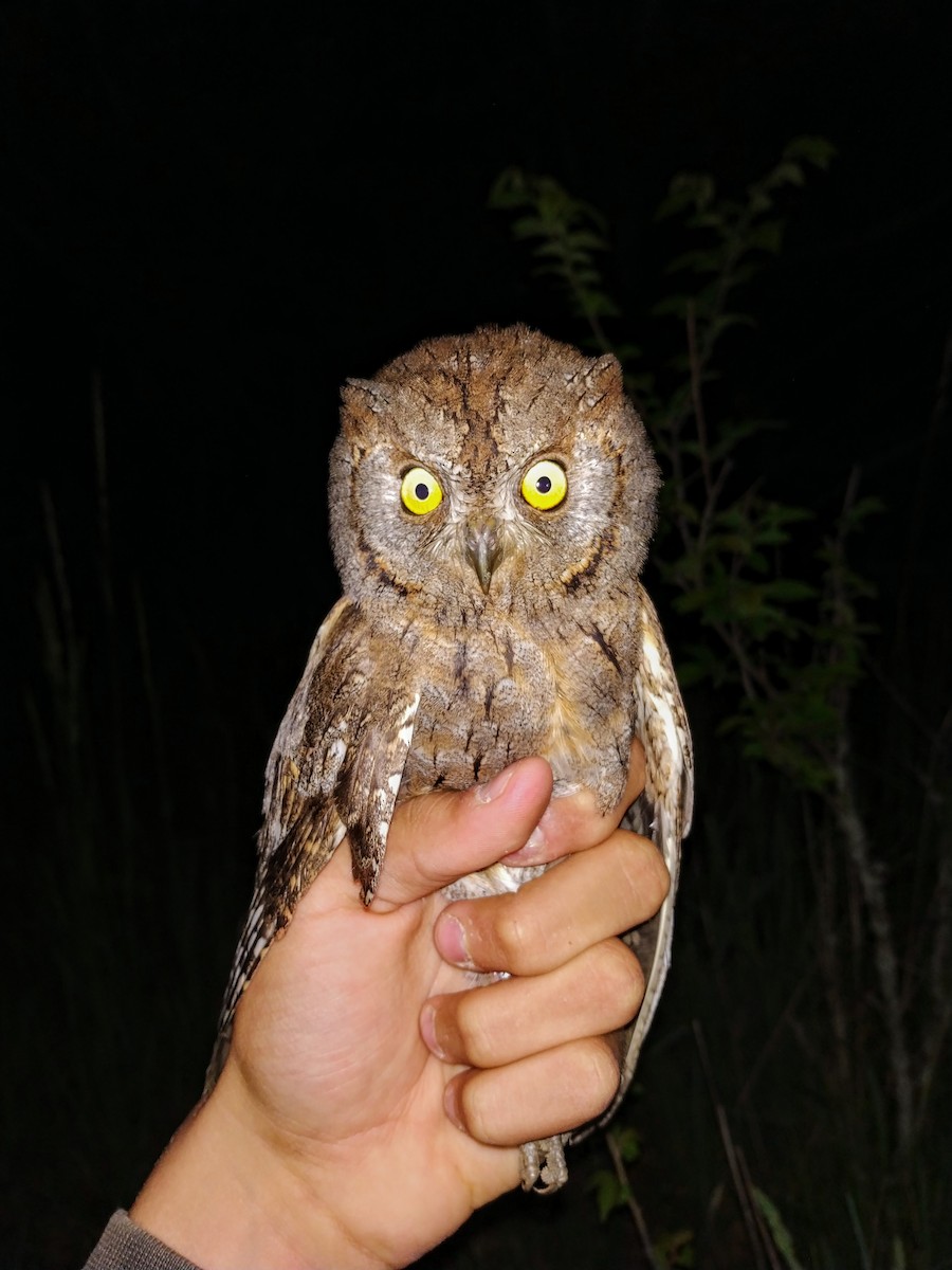 Eurasian Scops-Owl - Miloslav Mišík