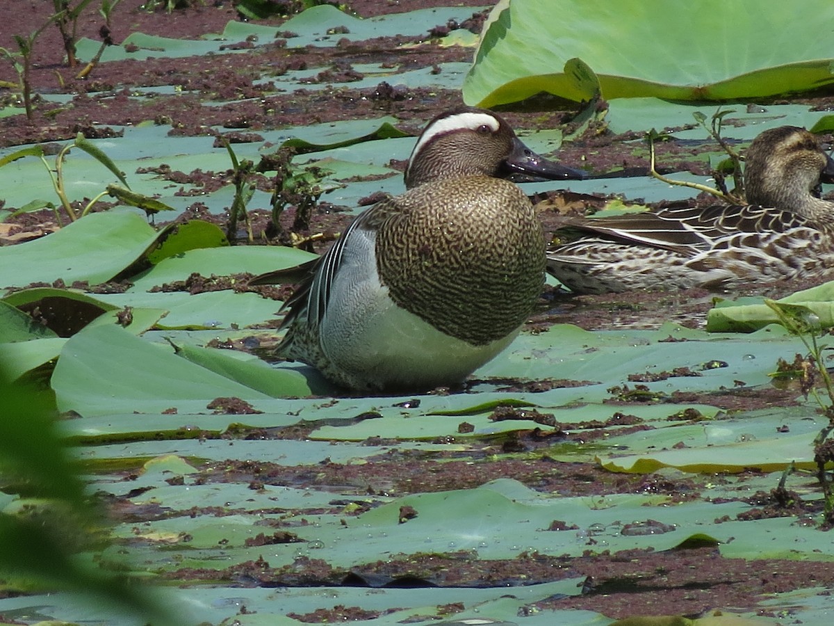 Garganey - ML235659241