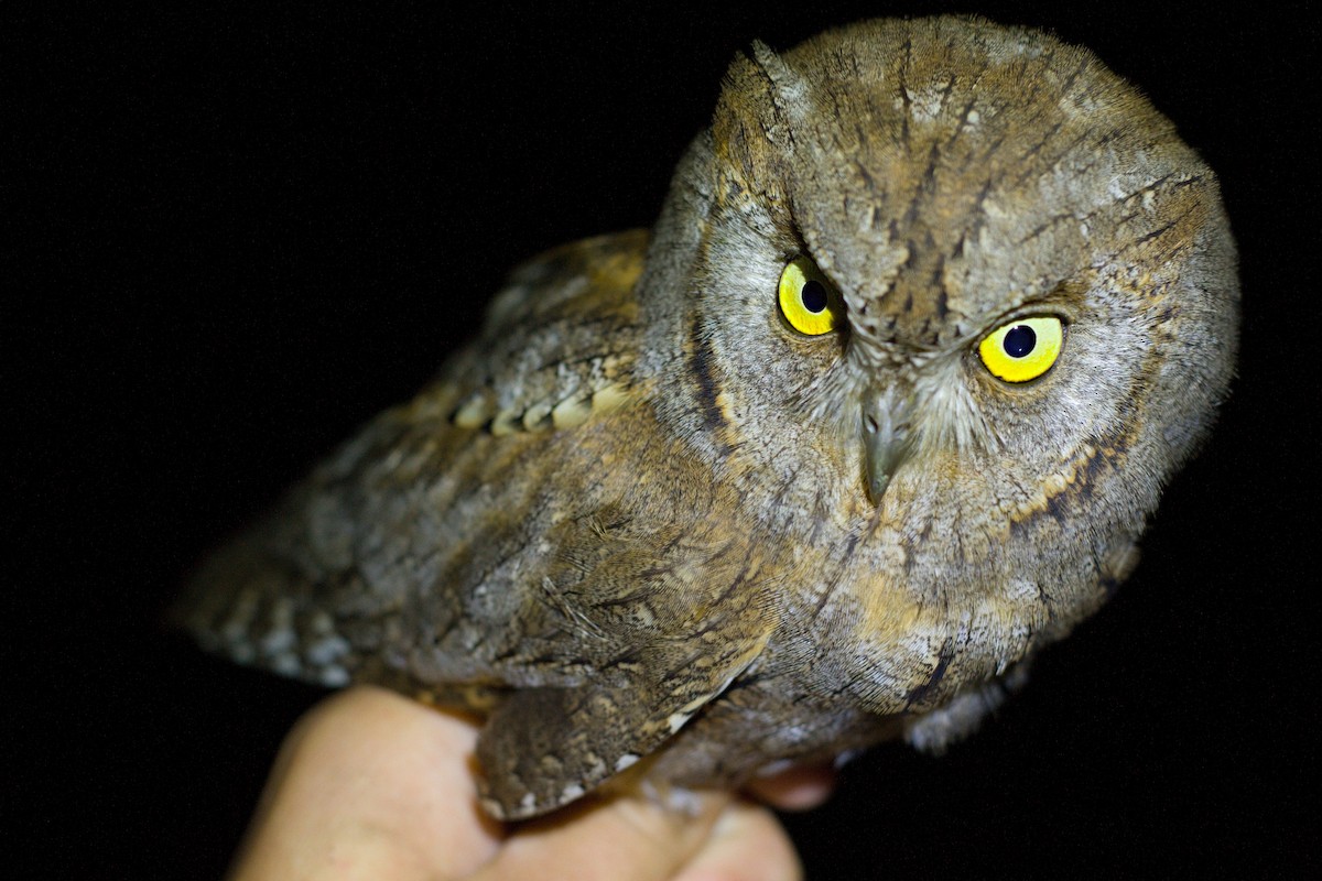 Eurasian Scops-Owl - ML235659591