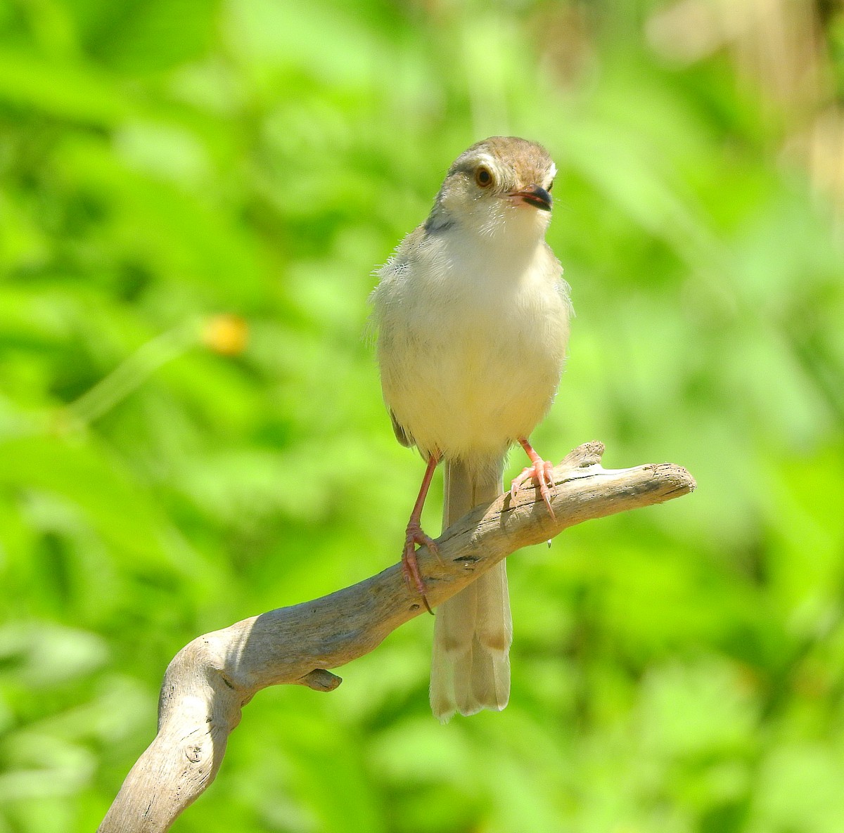 Plain Prinia - ML235659851