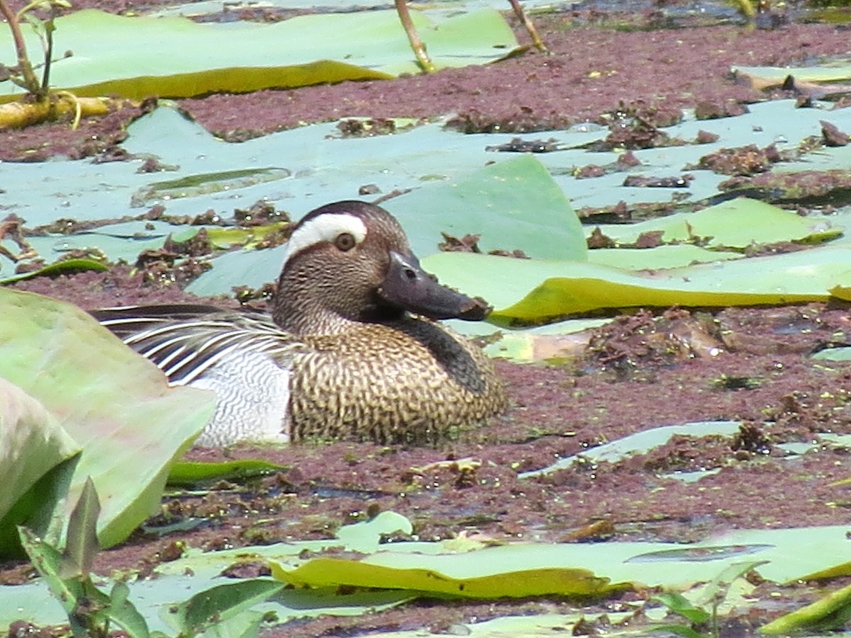 Garganey - Krishnamoorthy Muthirulan