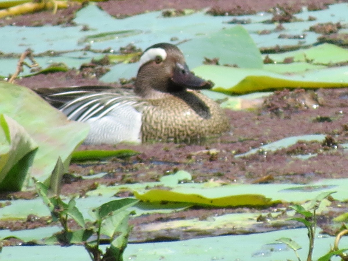 Garganey - ML235659941